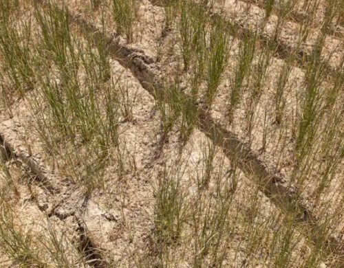 La siccità nel cuore della risicultura italiana sta uccidendo il riso
